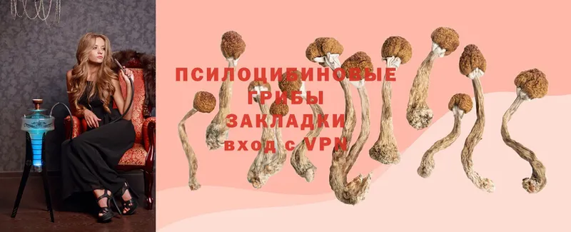 как найти   Малаховка  Псилоцибиновые грибы Cubensis 